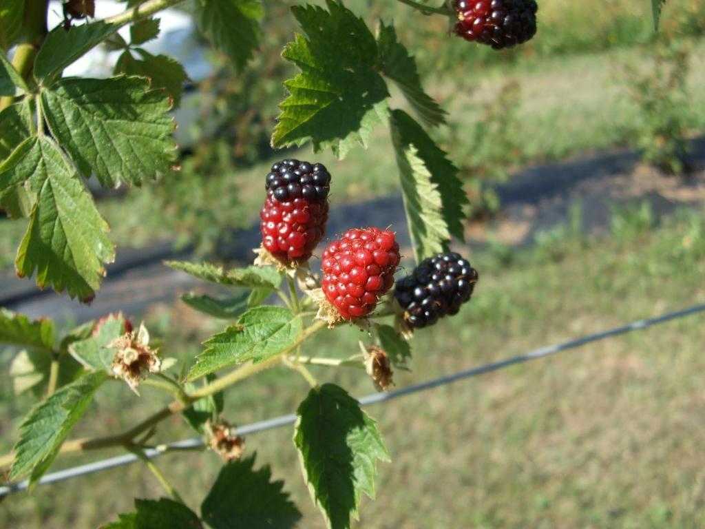 Agriturismo Cascina Rossano Provaglio d'Iseo Exteriör bild