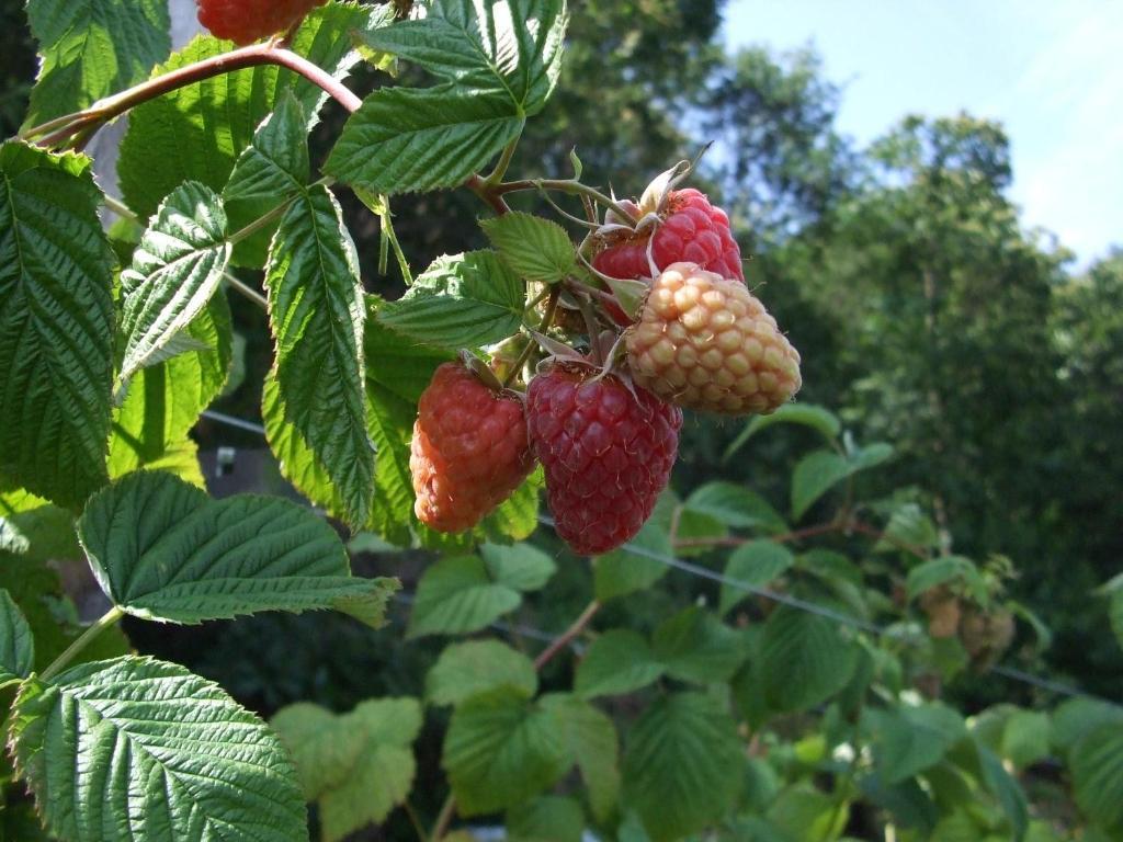 Agriturismo Cascina Rossano Provaglio d'Iseo Exteriör bild