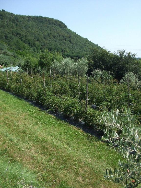 Agriturismo Cascina Rossano Provaglio d'Iseo Exteriör bild